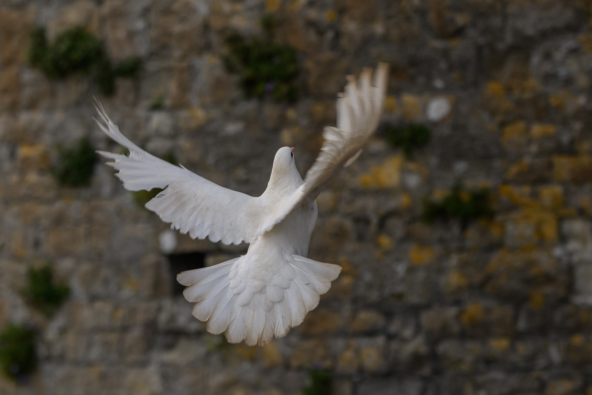 Ryan and Gemma’s Wedding at Amberley Castle